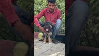 #germanshepherdlonghair #germanshepherdpuppy #shorts #shortvideo #short