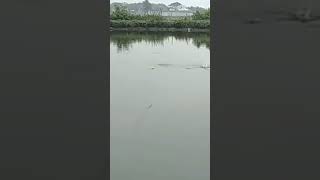 Mancing bandeng