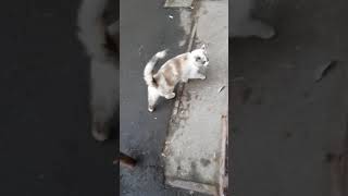 Кошак хочет попасть домой,но никто не открыват)#shorts #cat ##кошка