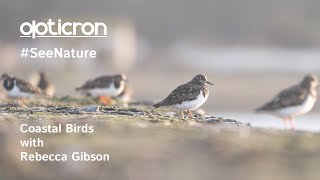 Coastal Birds with Rebecca Gibson | See Nature