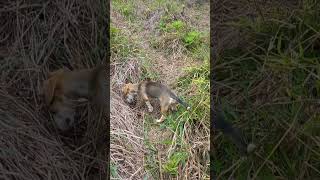 ESSA CACHORRINHA VAI DAR BOA NO MATO.