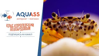 🐠Aquass - Краб королевский леопардовый