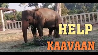 Help Kaavan get to his jungle home