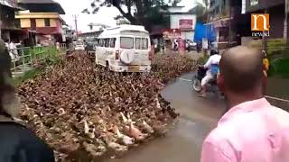 Kerala: Flock of ducks crossing road bring traffic to a standstill