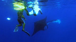 Manta Rays feeding, Raja Ampat, West Papua (4K)