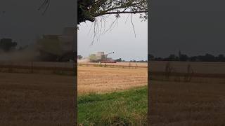 Trebbiatura Con Claas Lexion #harvester #combine #combineharvester #agriculture #claas #claaslexion