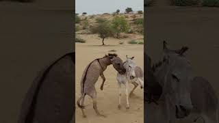 Donkey action reaction #animals #donkeyvillage #funnyanimal #ytshortsvideo #donkey #funnydonkey