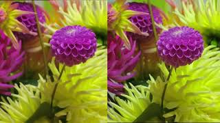 Dahlias in cross-eyed 3D