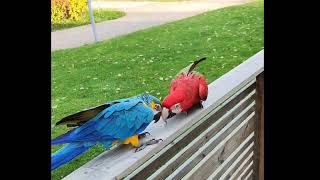 När friheten är som bäst ❤️ #freeflightmacaw