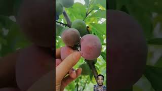 Panen buah plum sangat memuaskan #shorts