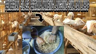 KEUNTUNGAN BERTERNAK KAMBING DENGAN CARA SILASE???