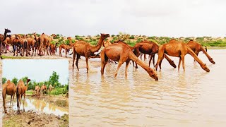 Camel can drink 200 Liter water in 3 minutes|| camel facts |Facts @kingofdeserts @desertanimals587