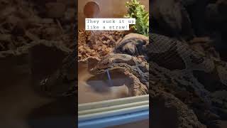 how do snakes drink? #shortsvideo #youtubeshorts #pets #animals #shorts #lizard