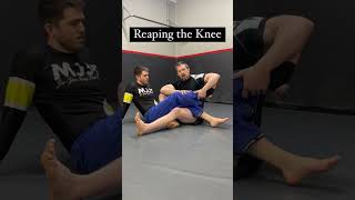 Reaping the knee #bjj #brailianjiujitsu #jiujitsu #mma #leglocks #jiujitsulifestyle