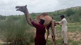 Restraining the Camel and injecting Deworming Injection in standing position. Tharparkar Desert.