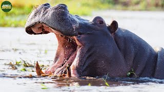 Hippopotamus: The Suprisingly Deadly Giants Of The River