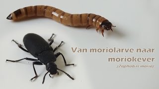 De fases van de moriokever: van moriolarve naar moriokever