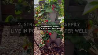 How to grow LOTS of strawberries! 🍓 #EarthDay #YouTubePartner