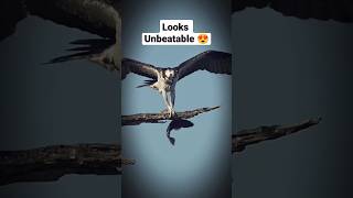 Wow Looks so strong and regal #shorts #animals #eagle #wildlife #wildanimals