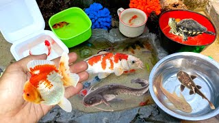 unboxing ikan koki, serok ikan hias, cupang, ikan koi besar, kura kura, ikan warna warni, ikan komet