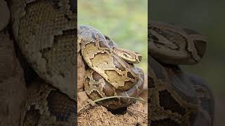 My first sighting of Python in wild at Surajpur Bird Sanctuary#ytshorts #ytshortsindia #ytshort