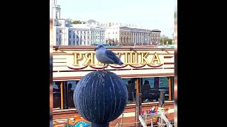 ПТИЦЫ В САНКТ - ПЕТЕРБУРГЕ 🐦🐦🐦