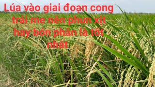 lúa vào giai đoạn cong trái me nên phun xịt hay bón phân thì tốt nhất