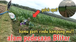 Suasana Alam Pedesaan Blitar!! Kamu pasti rindu kampung mu....!!