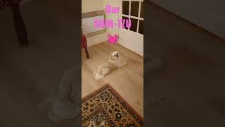 OUR SHIH-TZU waiting 💓 #shihtzu