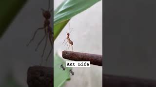 The strength of an Ant is something else. 💪 #ant #buglife #antfarm #farming #shorts #viralvideo