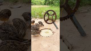 Create Amazing Bird Trap /  Quail Trap #shorts