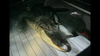 Texas State Trooper Finds Suspect Hauling Alligator In Car