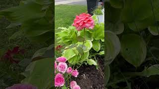 Beautiful PINK ROSES