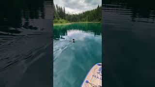 Wildlife Encounters while Paddle boarding #loon #looney #nature #paddleboard #suplife #lake #wildlif