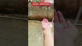 #rain #olle #snow #haryana #hansi #hisar #shorts #ytshorts #viral