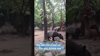 BANGKOK SAFARI WORLD 🇹🇭 ซาฟารี เวิด์ล #shortvideo #shortsyoutube #shortsfeed #shorts #shortsviral