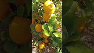 Again harvesting orange fruit #fypシ #viral #delicious #fruit #asmr #sweet #orange #satisfying