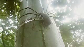 Penampakkan Laba-Laba Raksasa Hutan Kalimantan