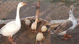 Little Ducks With Mom | Little Geese | Goose |#little #ducks #mom #wildlife