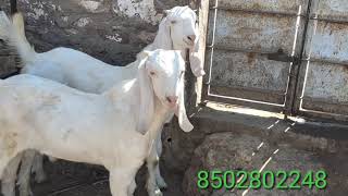 Qaami goat farm ki nayab chizen. Sojat ful pink skin me