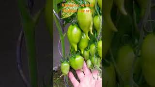 "Канарка золота"Golden canary" #tomato