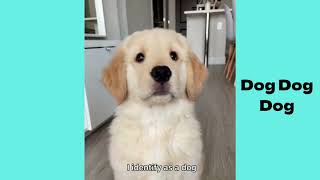 Baby dog videos compilation 2022