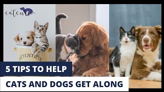 How to make a Dog and Cat get along ! Here are 5 easy tips!