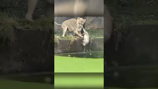 Lioness' Daring Swim LessonBackfires: A Cub's Close Call! #shorts