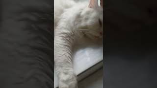 Who's the cute boy? | #shorts #short #whitecat #cat #4yearsold #Thick #Accent | @sabrinacarpenter