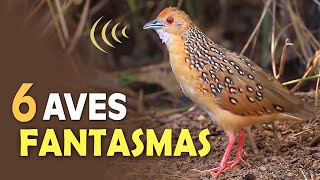 AVES FANTASMAS: ESPÉCIES DIFÍCEIS de observar na NATUREZA!