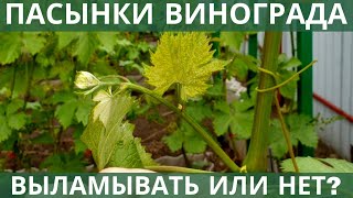 Пасынки винограда  - обламывать, или нет?