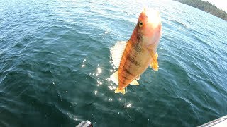 Washington Perch Fishing!