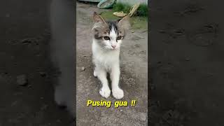 Kucingku Lagi Pusing Katanya