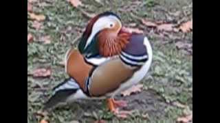 Mandarin Duck Singing